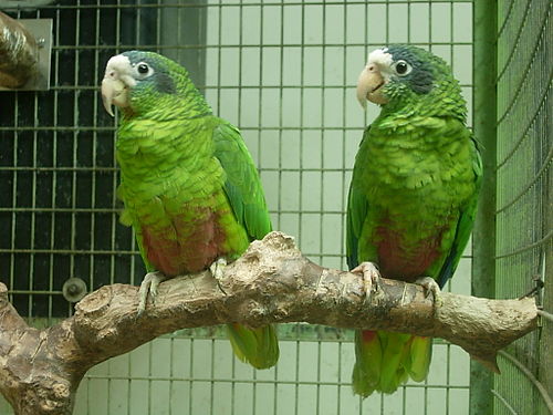 Hispaniolan amazon